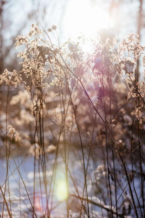 Wild grass in the sun on a winter afternoon 6
