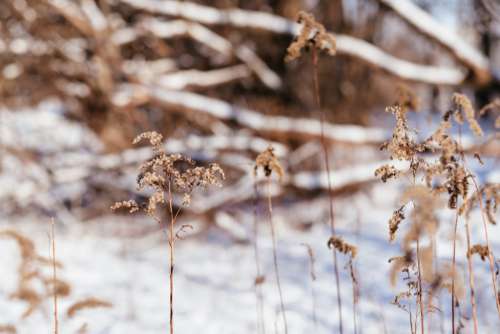 Wild grass on a sunny winter afternoon