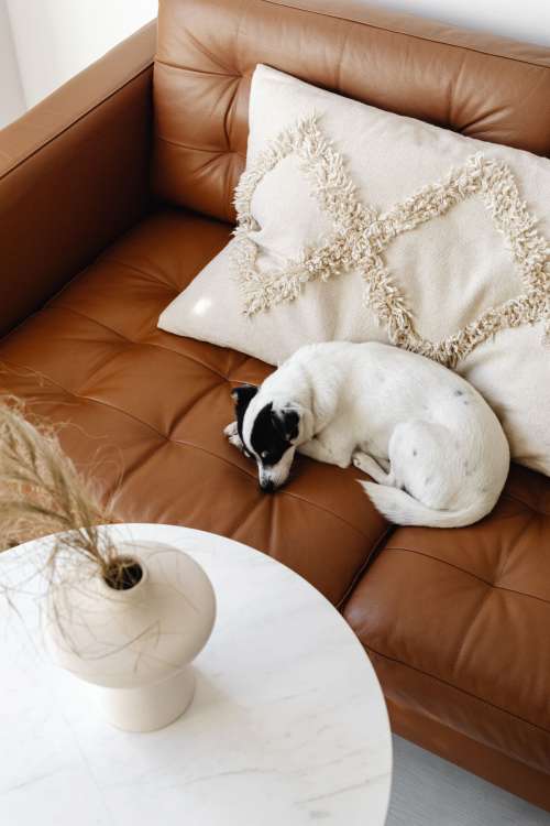 Cute small dog at home cuddling on a couch - black or white dog - blanket and leather sofa