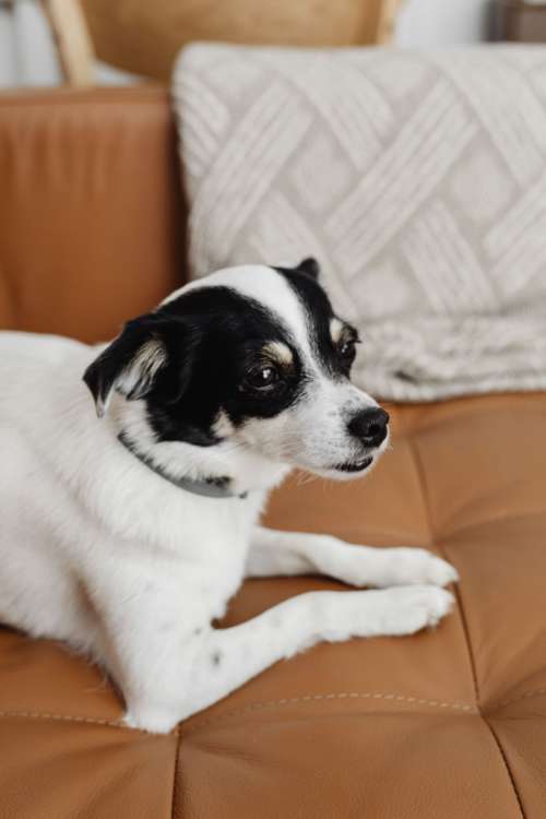 Cute small dog at home cuddling on a couch - black or white dog - blanket and leather sofa