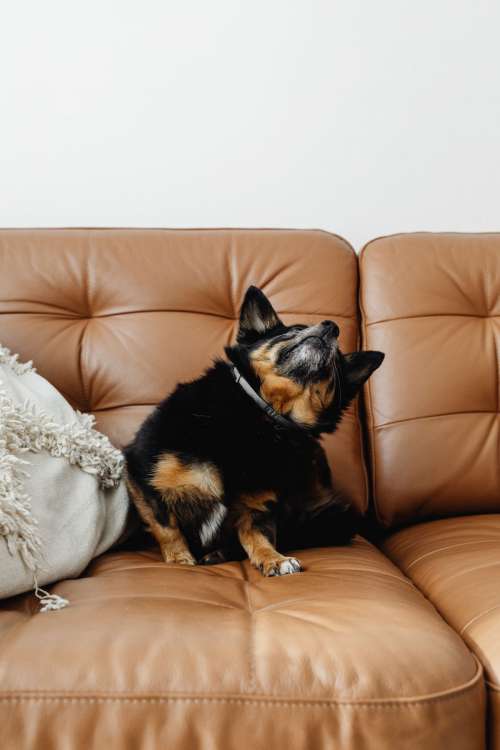 Cute small dog at home cuddling on a couch - black or white dog - blanket and leather sofa