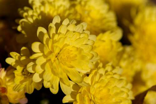 Yellow Flowers Background No Cost Stock Image