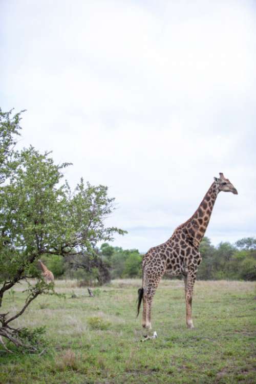 Giraffe Animal Wildlife No Cost Stock Image