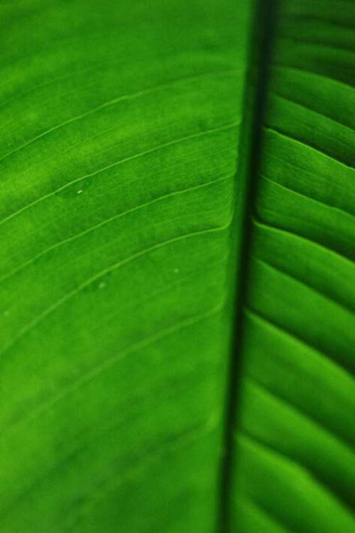 Abstract Green Leaf No Cost Stock Image