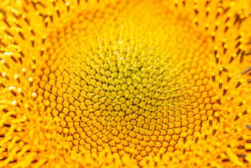 Sunflower Macro Background No Cost Stock Image