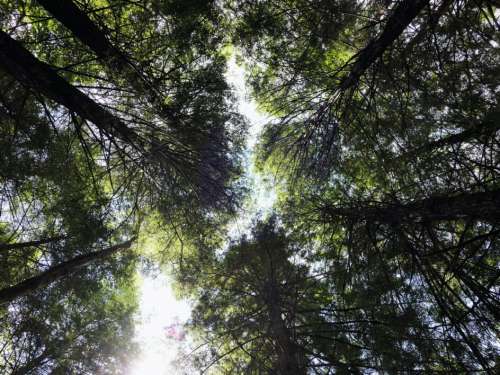 Looking up Trees No Cost Stock Image
