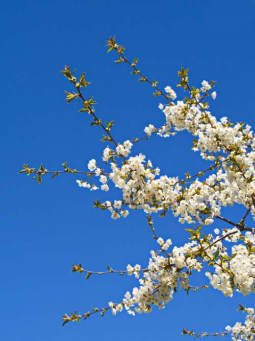 Tree Blossoms Branches No Cost Stock Image
