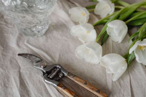 White tulips and linen fabric background