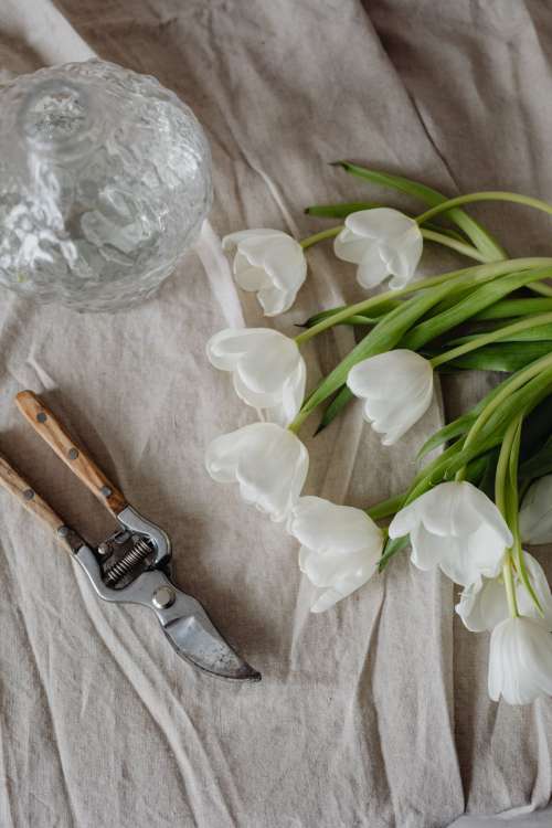 White tulips and linen fabric background