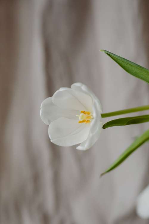 White tulips and linen fabric background