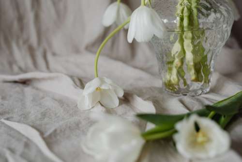 White tulips and linen fabric background