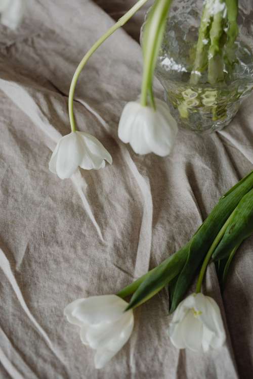 White tulips and linen fabric background