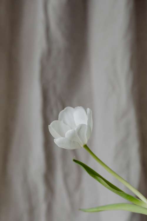 White tulips and linen fabric background