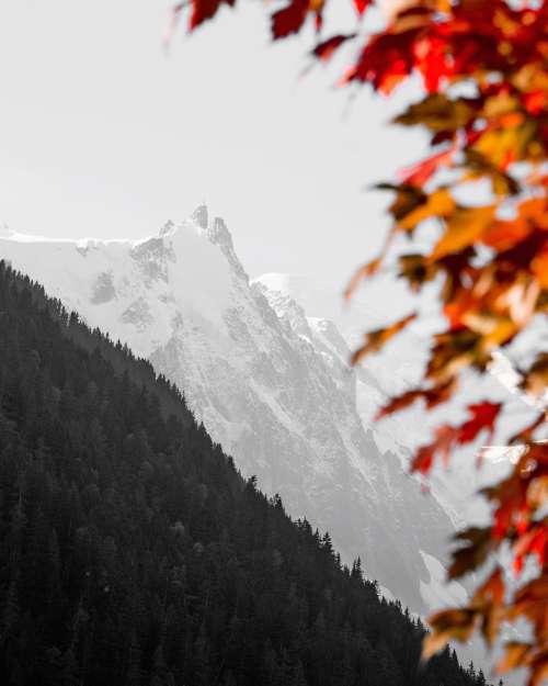 Leaf and snow mountain