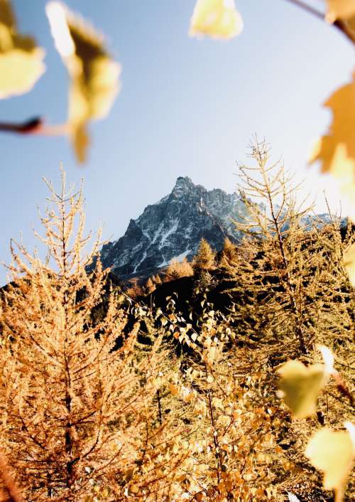 Leaf and mountain