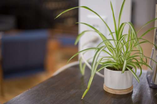 Potted Plant Table No Cost Stock Image