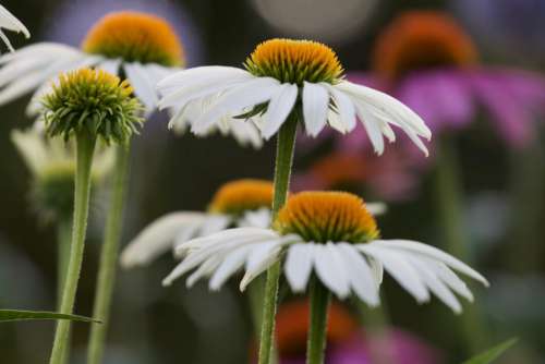 Daisies Nature Flowers No Cost Stock Image