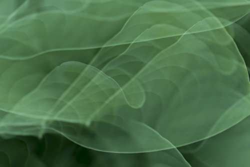 Green Abstract Background No Cost Stock Image
