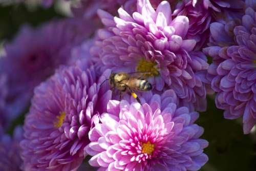 Bee Flower Nature No Cost Stock Image