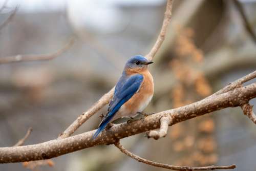 Nature Bird Perched No Cost Stock Image