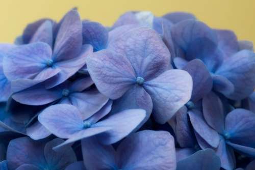 Blue Flowers Background No Cost Stock Image