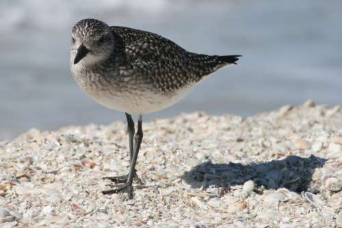 Bird Shore Water No Cost Stock Image