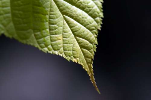Green Leaf Close No Cost Stock Image