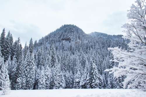 Winter Forest Snow No Cost Stock Image