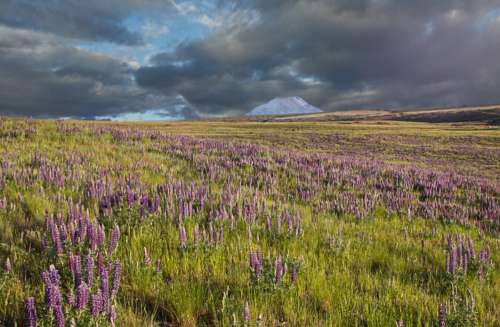 Lupine Flowers Field No Cost Stock Image