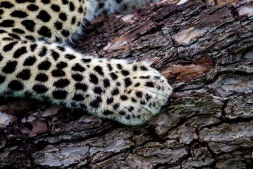 Leopard Nature Animal No Cost Stock Image