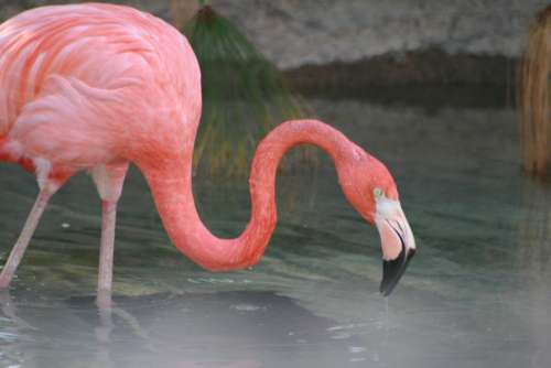Flamingo Bird Wildlife No Cost Stock Image