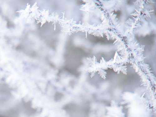 Ice Nature Branches No Cost Stock Image
