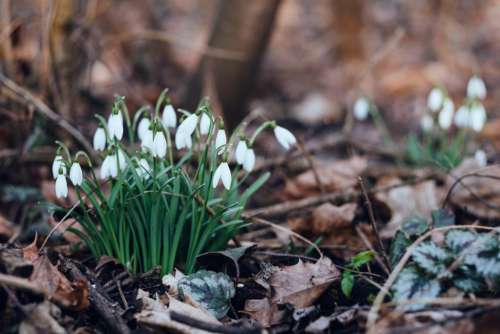 Snowdrops in the park 4