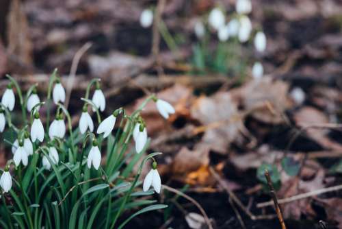 Snowdrops in the park 5