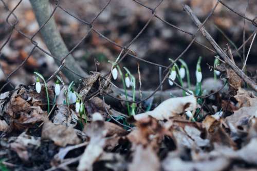 Snowdrops in the park 6