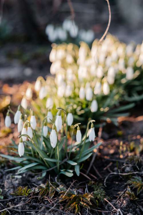Snowdrops in the park 7