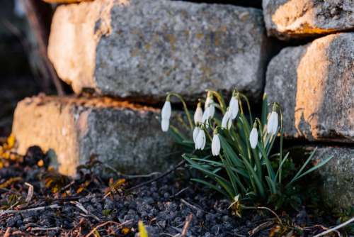 Snowdrops in the park 8
