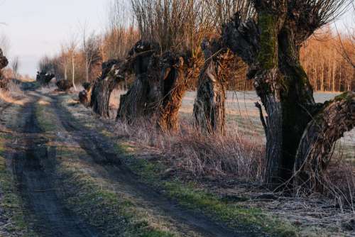 Old willow trees country road 3