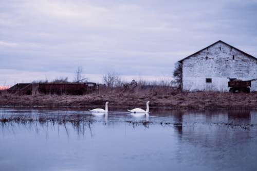 Swans swimming in an overflooded pond 2