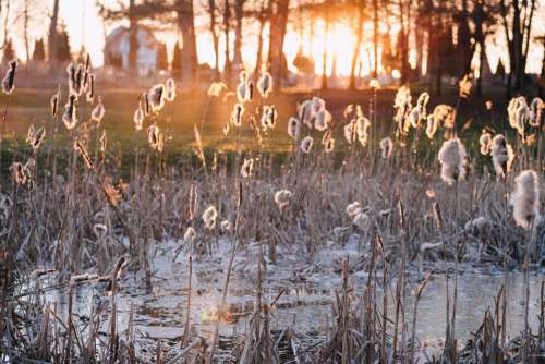 Shedding cattail reeds in sunset light