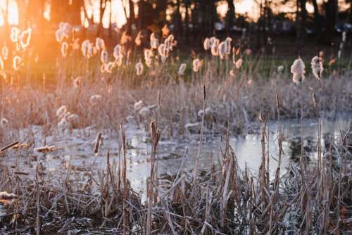 Shedding cattail reeds in sunset light 2