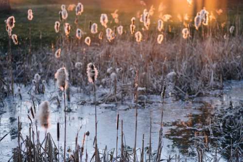 Shedding cattail reeds in sunset light 3