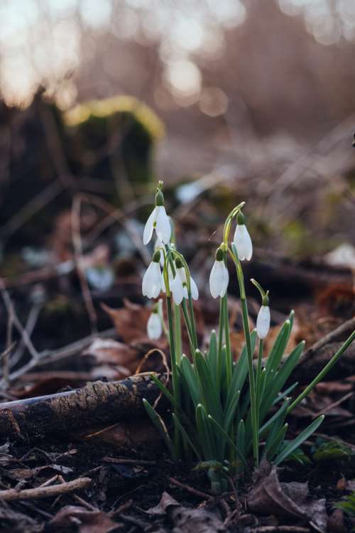 Snowdrops in the park