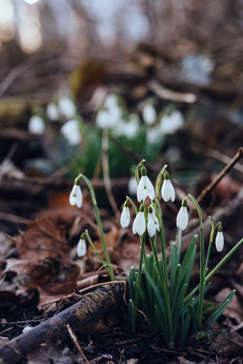 Snowdrops in the park 2