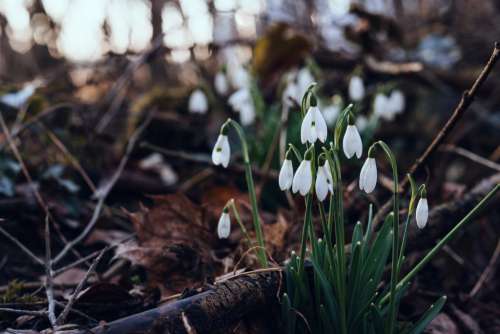 Snowdrops in the park 3