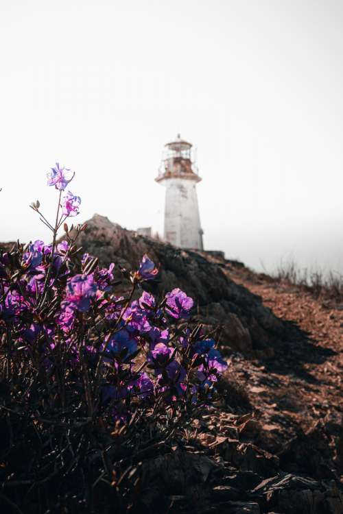 Lighthouse with flowers