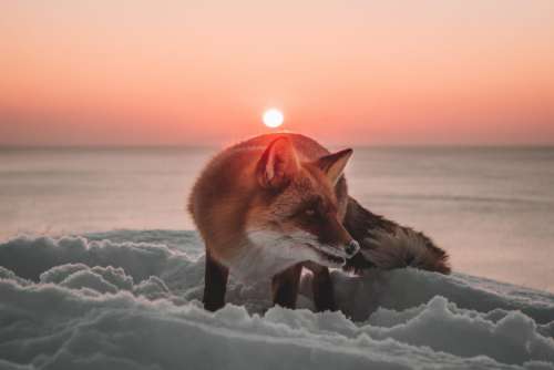 Fox with sunset