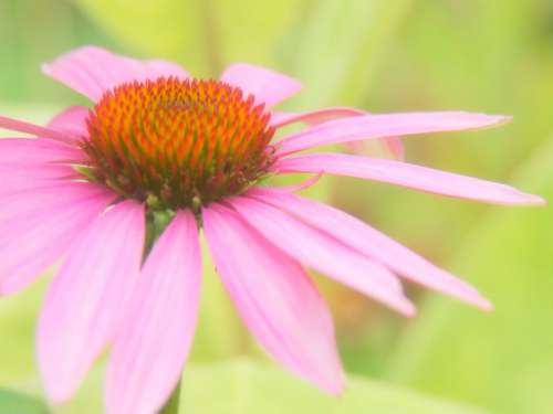 Flower Garden Bloom No Cost Stock Image