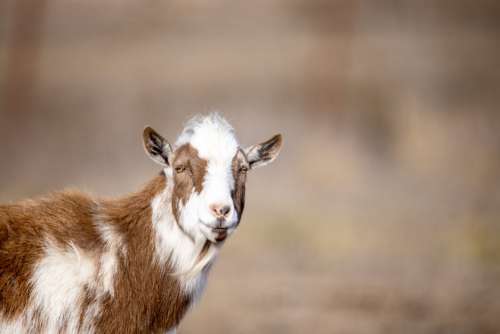 Animal Goat Livestock No Cost Stock Image