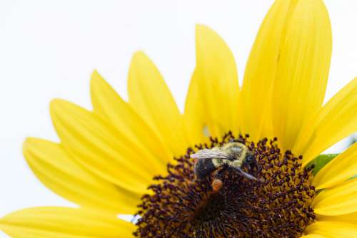 Insect Bee Pollen No Cost Stock Image